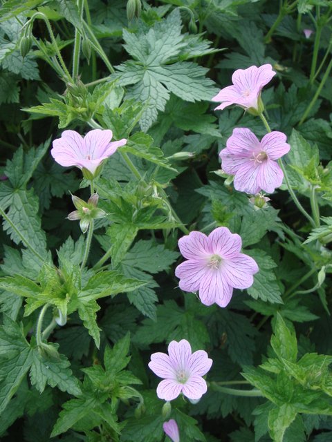 Geranium endressii